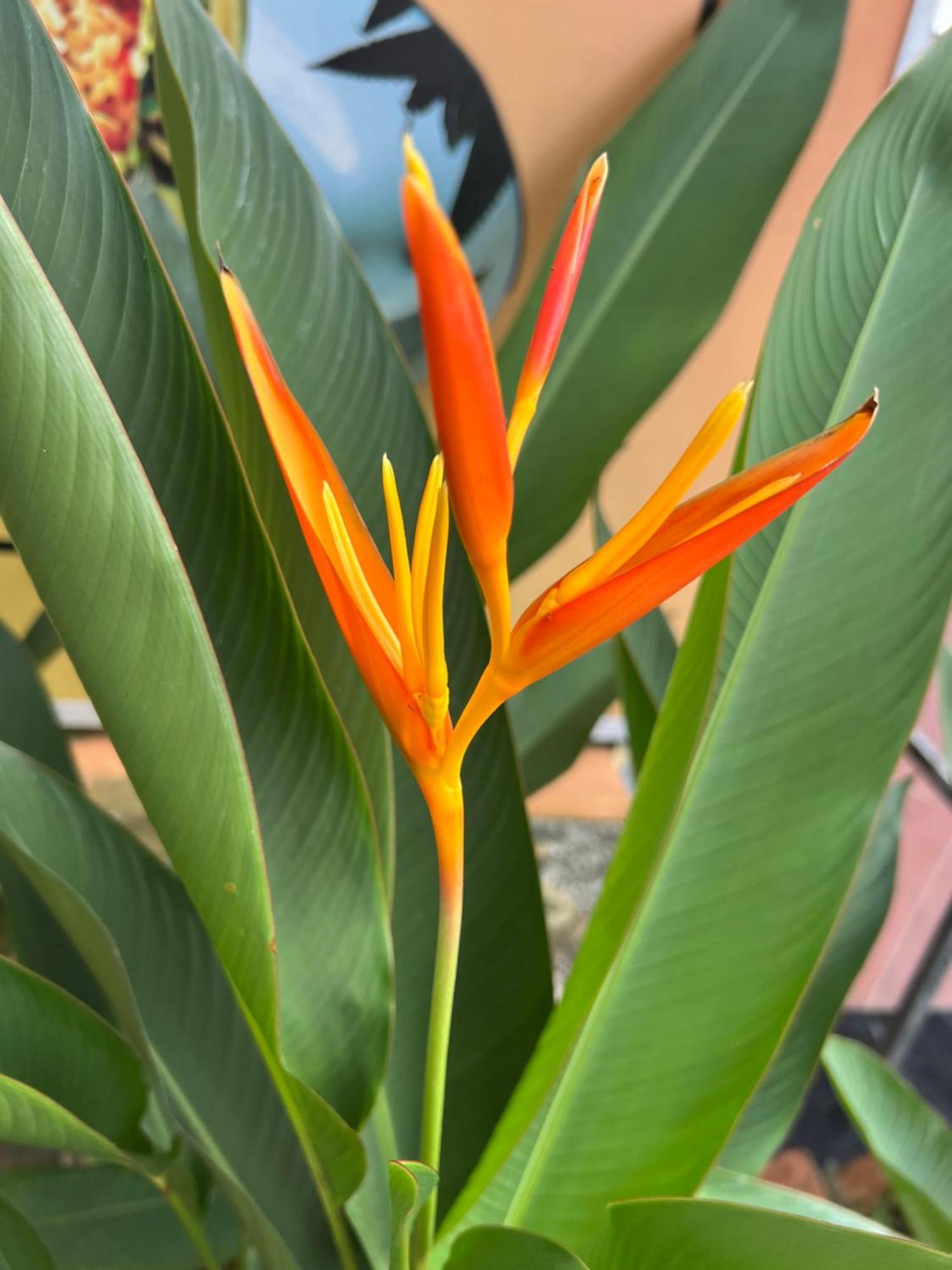 Апартаменты Tropical Garden Дуонг-Донг Экстерьер фото