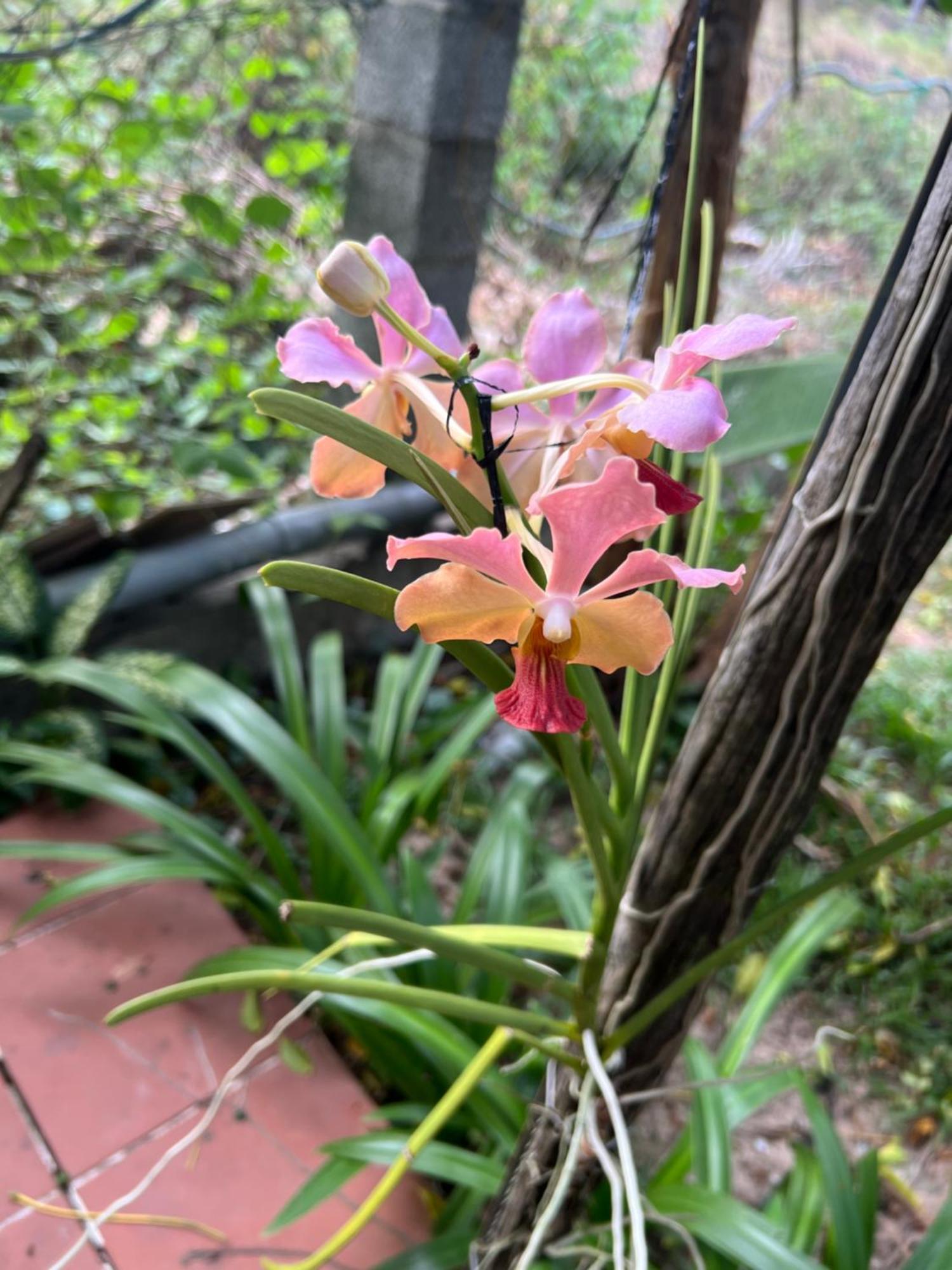 Апартаменты Tropical Garden Дуонг-Донг Экстерьер фото